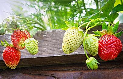 风评太差 《龙腾世纪：影障守护者》变性人女总监删掉了旗帜和BLM